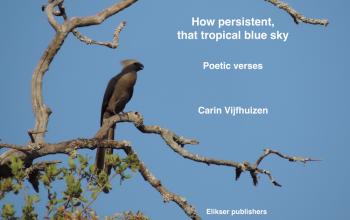 How persistent, that tropical blue sky
