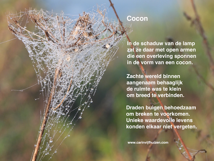 Cocoon