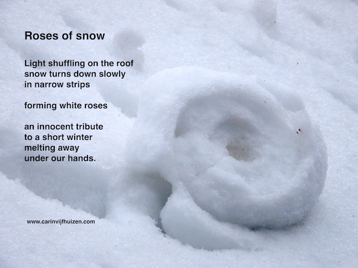 Roses of snow